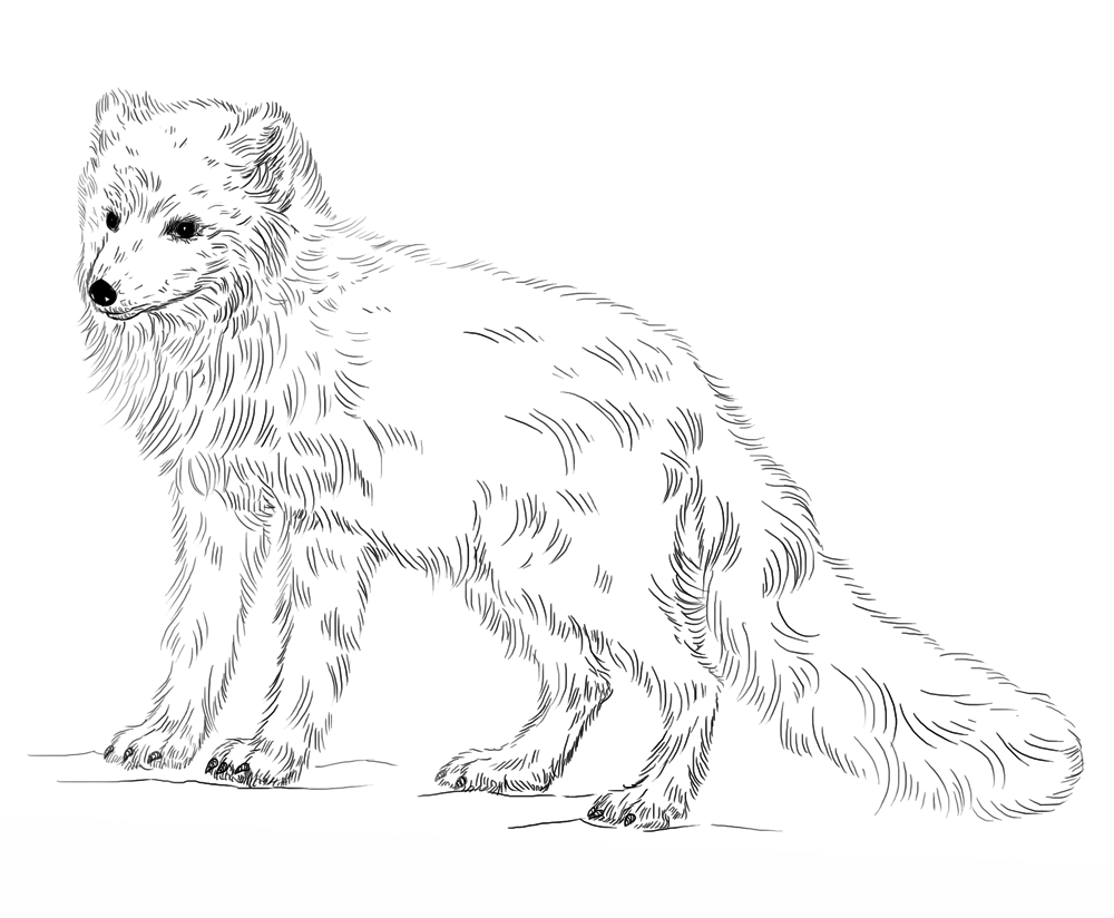 Black-and-white arctic fox coloring outline
